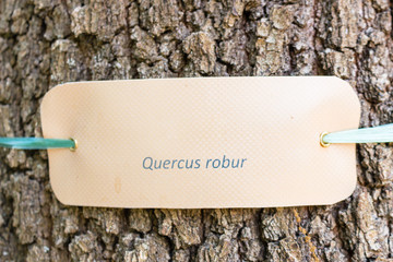 label on the trunk of an oak