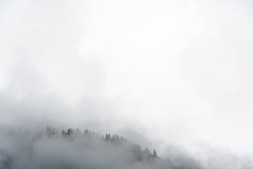 Fototapeta na wymiar Fog in the pine forest