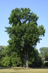 gigantic European ash in town Olomouc