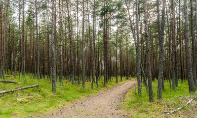 PINE FOREST WITH GREEN GRASS AND PATH LEADING INTO THE DISTANCE