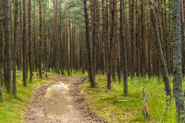 PINE FOREST WITH GREEN GRASS AND TRAIL LEADING INTO THE DISTANCE