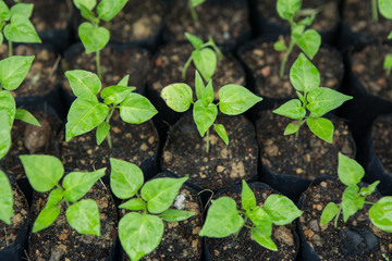 chilli seedling 