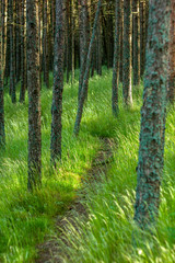 SMALL PATH LEADING THROUGH THE PINE FOREST