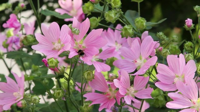 Bumblebee on the pink flowers on a 
windy suumer day