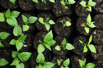 chilli seedling 