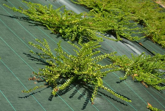 bâche de paillage, cotonéaster