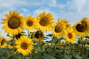 Obraz premium Sonnenblumen