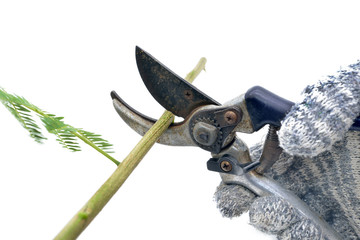 Isolated pruning shears cuts a branch