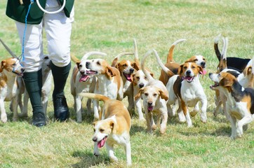 Groep Beagles op jacht
