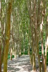 Birch Trees Along Garden Walk