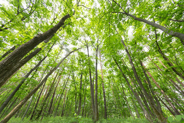 Obraz premium 新緑の森 