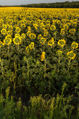 Obraz premium Sunflowers field in the evening