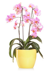 Fototapeta premium Orchid flowers in a yellow flowerpot