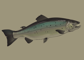 Salmonfish packaging concept illustration. Vector