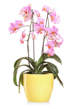 Orchid flowers in a yellow flowerpot