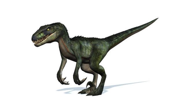 velociraptor dinosaurs - isolated on white background