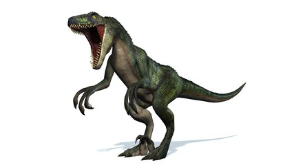 velociraptor dinosaurs - isolated on white background - obrazy, fototapety, plakaty