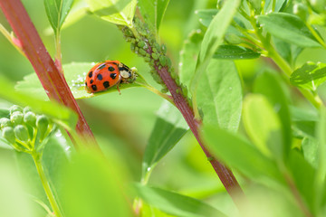 Ladybug sitting on a leaf in the garden.