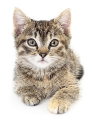 Kitten on a white background