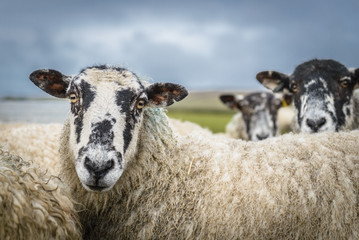 Des moutons dans la campagne du Yorkshire Dales en Angleterre regardant attentivement.