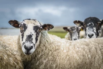 Fototapete Rund Schafe in der Landschaft von Yorkshire Dales England starrten aufmerksam an. © Jeff Baumgart