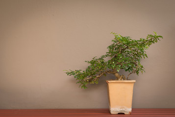 bonsai tree in pot on wall background