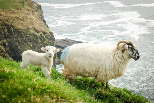 Mother sheep with baby lamb on grassy cliffs in Dingle, Ireland.