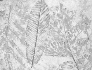 Fototapeta premium marks of leaf background