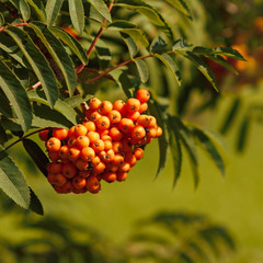 Mountain ash fruits
