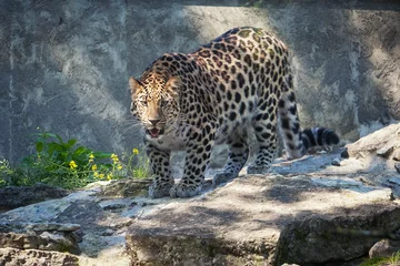 Fotobehang Wild cat. Amur leopard in open-air cage © dionoanomalia