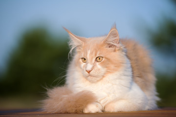 young maine coon cat resting outdoors