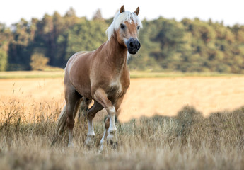 Braunes Pferd auf der Koppel © KK-Fotografie