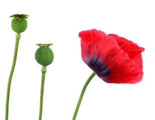 Naklejka premium red poppy on a white background!!