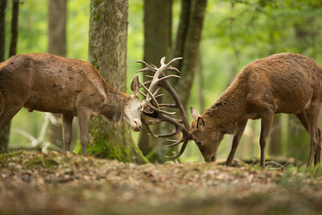 combat cerf territoire tête cervidé