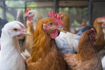 chicken in cage