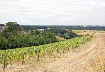 Fototapeta na wymiar Des vignes, Rochefort sur Loire, vin quarts de chaume (vallée de la Loire, France)