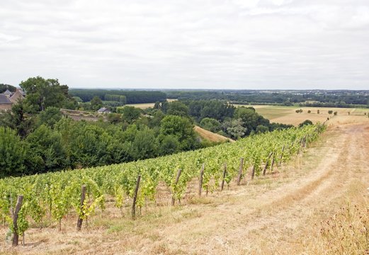 Des vignes, Rochefort sur Loire, vin quarts de chaume (vall&eacute;e de la Loire, France)