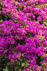 purple oleanders 