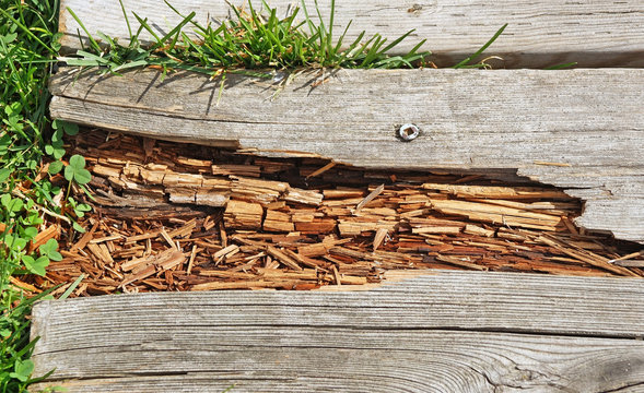 Rotting Wood On Boardwalk Path In Need Of Repair
