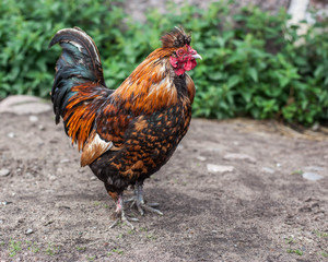 Alive alarm clock is preparing to shout. Colorful young cock stands on the ground on a background of green grass