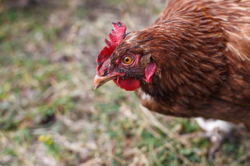 Young rooster watching the grass in search of food