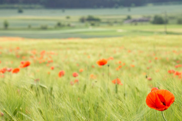 Sea of red and green