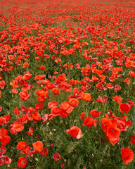 Sea of red and green