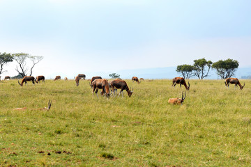 A herd of wild animals, national park South Africa. 
