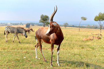 Fototapeta premium A herd of wild animals, national park South Africa. 