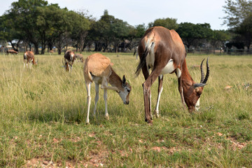 Naklejka na ściany i meble A herd of wild animals, national park South Africa. 