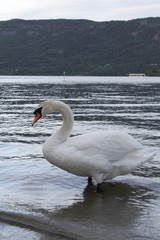 вечерний лебедь