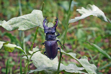 Male stag beetle.