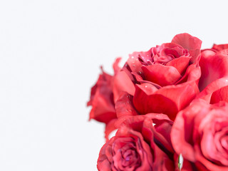 red rose isolated on white background holiday background