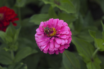 pink dahlia